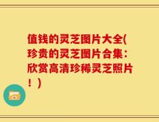 值钱的灵芝图片大全(珍贵的灵芝图片合集：欣赏高清珍稀灵芝照片！)