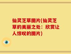 仙灵芝草图片(仙灵芝草的美丽之处：欣赏让人惊叹的图片)