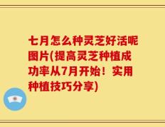 七月怎么种灵芝好活呢图片(提高灵芝种植成功率从7月开始！实用种植技巧分享)
