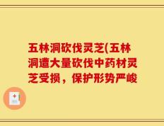 五林洞砍伐灵芝(五林洞遭大量砍伐中药材灵芝受损，保护形势严峻