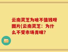 云南灵芝为啥不值钱呀图片(云南灵芝：为什么不受市场青睐？