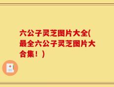 六公子灵芝图片大全(最全六公子灵芝图片大合集！)