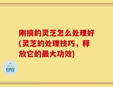 刚摘的灵芝怎么处理好(灵芝的处理技巧，释放它的最大功效)