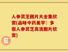 人参灵芝图片大全集欣赏(品味中药美学：多张人参灵芝高清图片欣赏)