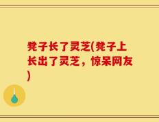 凳子长了灵芝(凳子上长出了灵芝，惊呆网友)