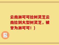 云南淋可可捡树灵芝云南捡到大型树灵芝，被誉为淋可可！)