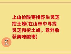 上山捡酸枣找野生灵芝挖土蜂(在山林中寻找灵芝和挖土蜂，意外收获美味酸枣)