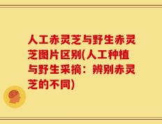 人工赤灵芝与野生赤灵芝图片区别(人工种植与野生采摘：辨别赤灵芝的不同)