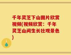千年灵芝下山图片欣赏视频(视频欣赏：千年灵芝山间生长壮观景色)