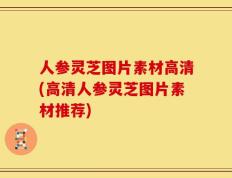 人参灵芝图片素材高清(高清人参灵芝图片素材推荐)