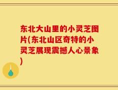 东北大山里的小灵芝图片(东北山区奇特的小灵芝展现震撼人心景象)