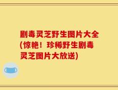 剧毒灵芝野生图片大全(惊艳！珍稀野生剧毒灵芝图片大放送)