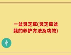 一盆灵芝草(灵芝草盆栽的养护方法及功效)