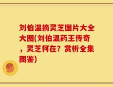 刘伯温摘灵芝图片大全大图(刘伯温药王传奇，灵芝何在？赏析全集图鉴)