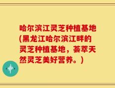 哈尔滨江灵芝种植基地(黑龙江哈尔滨江畔的灵芝种植基地，荟萃天然灵芝美好营养。)