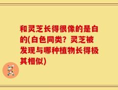 和灵芝长得很像的是白的(白色同类？灵芝被发现与哪种植物长得极其相似)