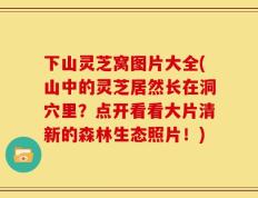 下山灵芝窝图片大全(山中的灵芝居然长在洞穴里？点开看看大片清新的森林生态照片！)