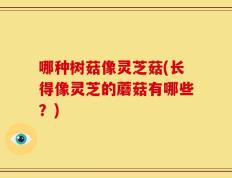 哪种树菇像灵芝菇(长得像灵芝的蘑菇有哪些？)