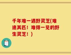 千年难一遇野灵芝(难逢其匹！难得一见的野生灵芝！)