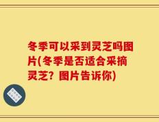 冬季可以采到灵芝吗图片(冬季是否适合采摘灵芝？图片告诉你)