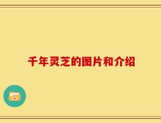 千年灵芝的图片和介绍