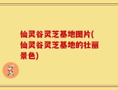 仙灵谷灵芝基地图片(仙灵谷灵芝基地的壮丽景色)