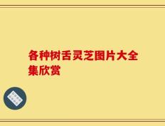 各种树舌灵芝图片大全集欣赏