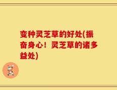 变种灵芝草的好处(振奋身心！灵芝草的诸多益处)