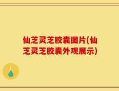 仙芝灵芝胶囊图片(仙芝灵芝胶囊外观展示)