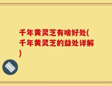千年黄灵芝有啥好处(千年黄灵芝的益处详解)