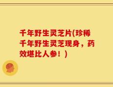 千年野生灵芝片(珍稀千年野生灵芝现身，药效堪比人参！)