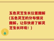 五色灵芝生长位置图解(五色灵芝的分布情况图解，让你快速了解灵芝生长环境！)