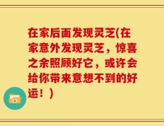 在家后面发现灵芝(在家意外发现灵芝，惊喜之余照顾好它，或许会给你带来意想不到的好运！)