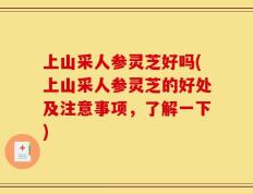 上山采人参灵芝好吗(上山采人参灵芝的好处及注意事项，了解一下)