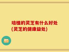 培植的灵芝有什么好处(灵芝的健康益处)