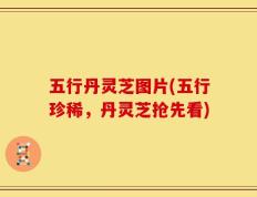 五行丹灵芝图片(五行珍稀，丹灵芝抢先看)