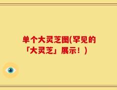 单个大灵芝图(罕见的「大灵芝」展示！)