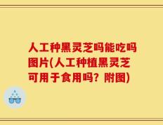 人工种黑灵芝吗能吃吗图片(人工种植黑灵芝可用于食用吗？附图)