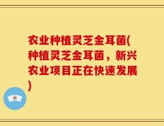 农业种植灵芝金耳菌(种植灵芝金耳菌，新兴农业项目正在快速发展)