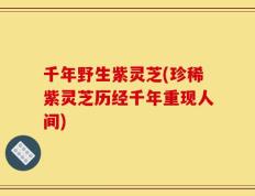 千年野生紫灵芝(珍稀紫灵芝历经千年重现人间)