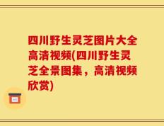 四川野生灵芝图片大全高清视频(四川野生灵芝全景图集，高清视频欣赏)