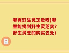 哪有野生灵芝卖呀(哪里能找到野生灵芝卖？野生灵芝的购买去处)