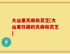 大山里天麻和灵芝(大山里珍藏的天麻和灵芝)