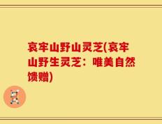 哀牢山野山灵芝(哀牢山野生灵芝：唯美自然馈赠)