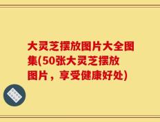 大灵芝摆放图片大全图集(50张大灵芝摆放图片，享受健康好处)