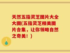 天然五指灵芝图片大全大图(五指灵芝精美图片合集，让你领略自然之奇美！)