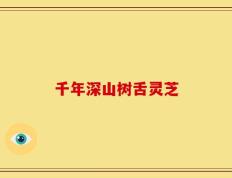 千年深山树舌灵芝