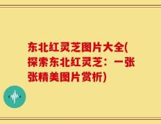 东北红灵芝图片大全(探索东北红灵芝：一张张精美图片赏析)