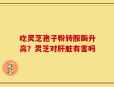 吃灵芝孢子粉转胺酶升高？灵芝对肝脏有害吗