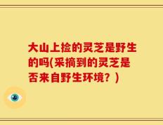 大山上捡的灵芝是野生的吗(采摘到的灵芝是否来自野生环境？)